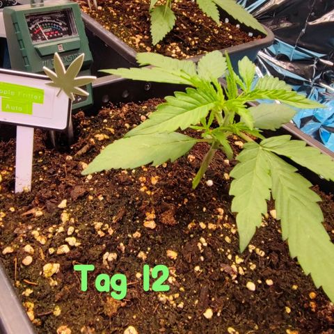 Apple Fritter growlog timeline photo