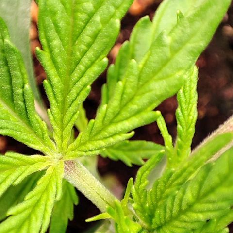 Apple Fritter growlog timeline photo