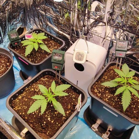 Apple Fritter growlog timeline photo
