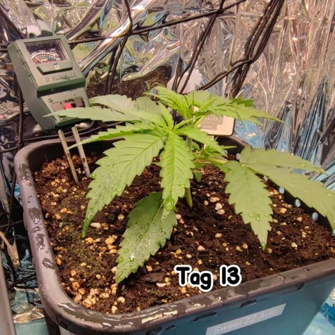 Sweet ZZ growlog timeline photo