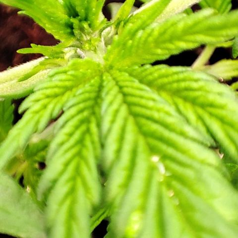 Sweet ZZ growlog timeline photo