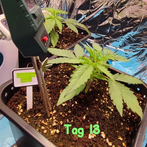 Apple Fritter growlog timeline photo