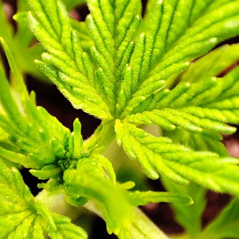 Apple Fritter growlog timeline photo