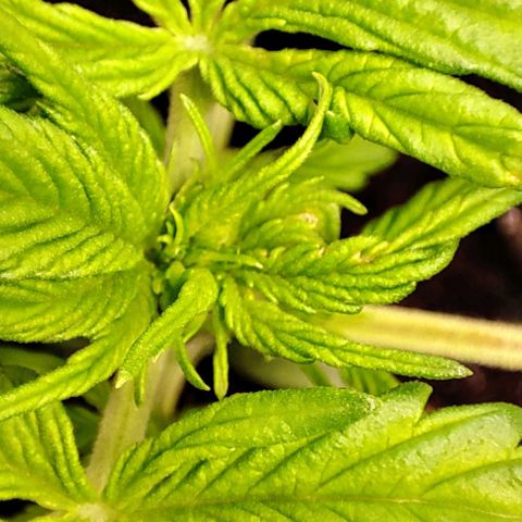 Purple Punch Auto  growlog timeline photo