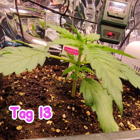Purple Punch Auto  growlog timeline photo