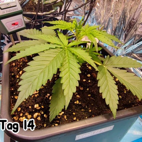 Sweet ZZ growlog timeline photo