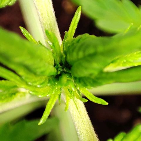 Sweet ZZ growlog timeline photo