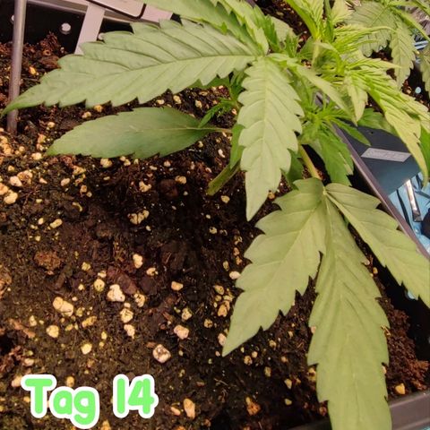 Apple Fritter growlog timeline photo