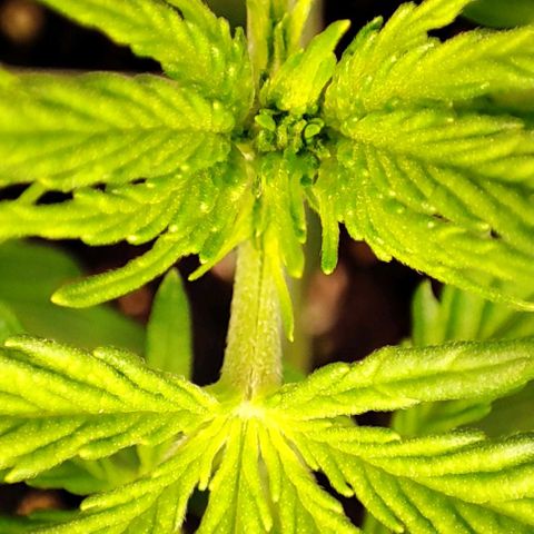 Apple Fritter growlog timeline photo