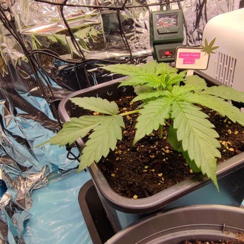 Purple Punch Auto  growlog timeline photo