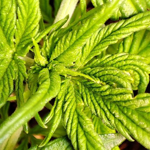 Purple Punch Auto  growlog timeline photo