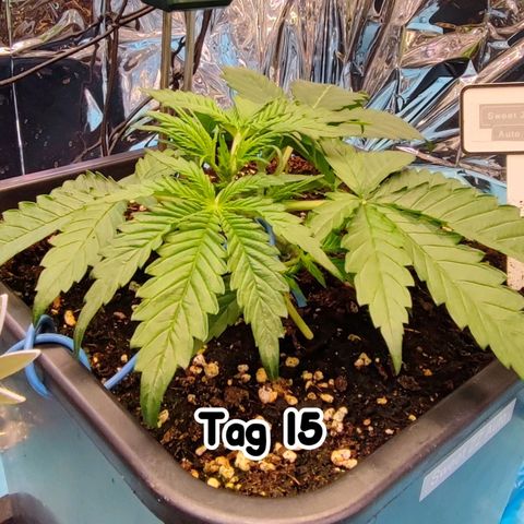 Sweet ZZ growlog timeline photo