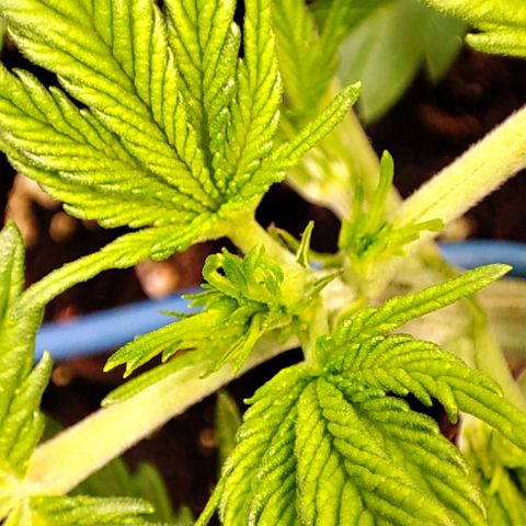 Sweet ZZ growlog timeline photo