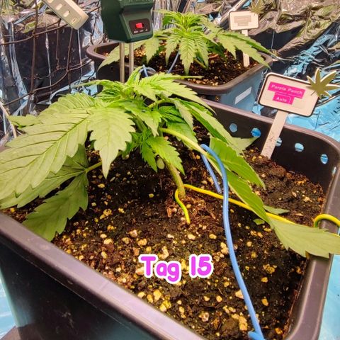 Purple Punch Auto  growlog timeline photo