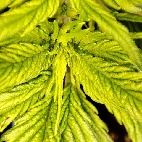 Purple Punch Auto  growlog timeline photo