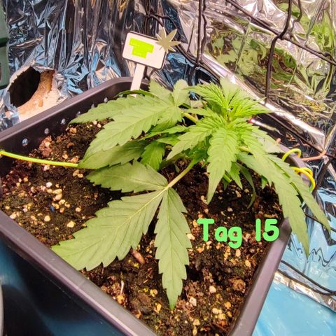 Apple Fritter growlog timeline photo