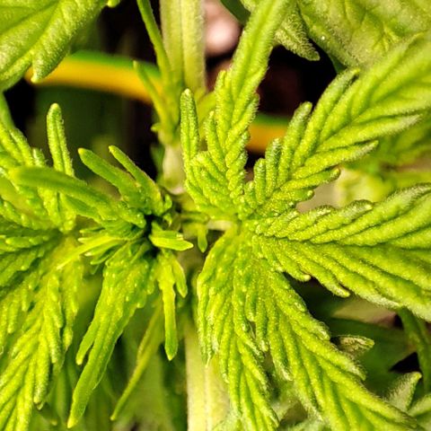 Apple Fritter growlog timeline photo