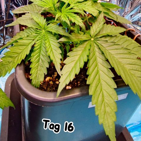 Sweet ZZ growlog timeline photo