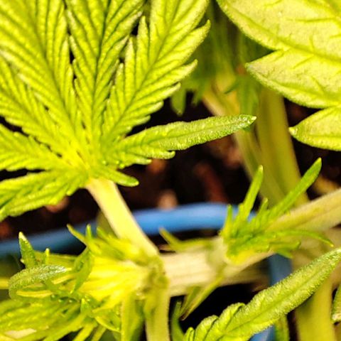 Sweet ZZ growlog timeline photo