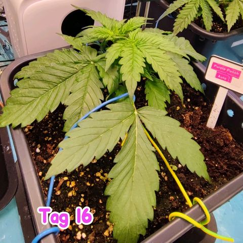 Purple Punch Auto  growlog timeline photo