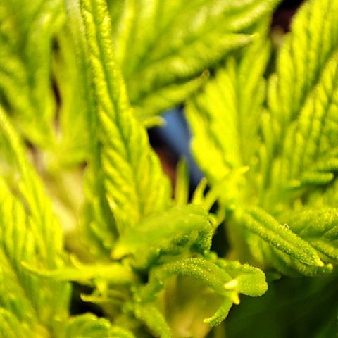 Purple Punch Auto  growlog timeline photo