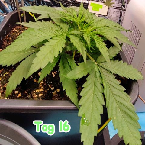 Apple Fritter growlog timeline photo