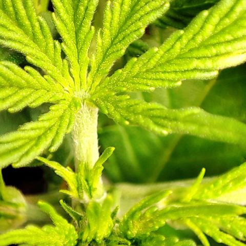 Apple Fritter growlog timeline photo