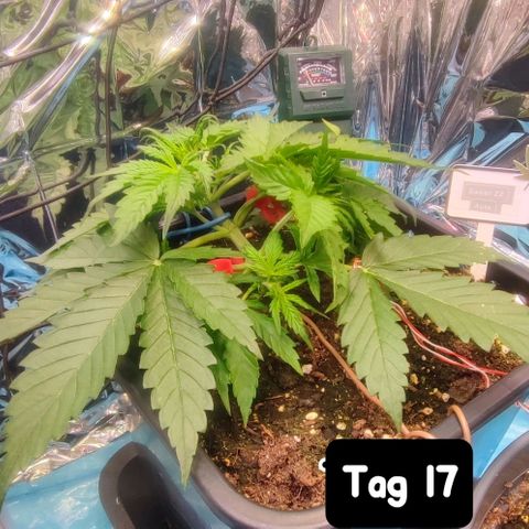 Sweet ZZ growlog timeline photo