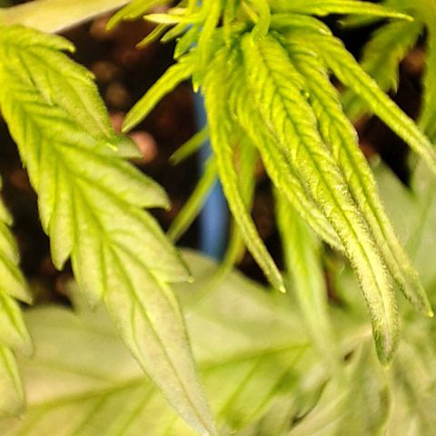 Sweet ZZ growlog timeline photo