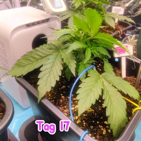 Purple Punch Auto  growlog timeline photo