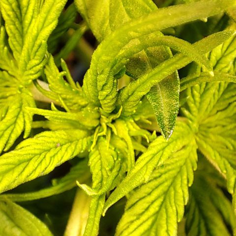 Purple Punch Auto  growlog timeline photo