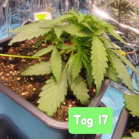 Apple Fritter growlog timeline photo