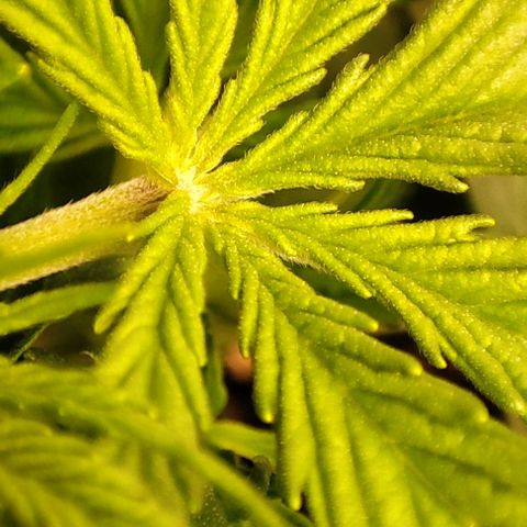 Apple Fritter growlog timeline photo