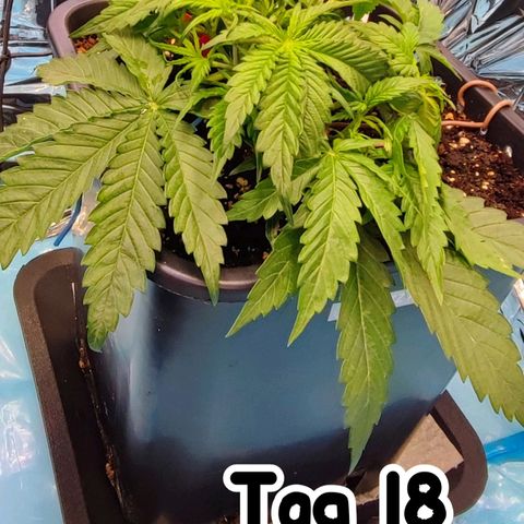 Sweet ZZ growlog timeline photo
