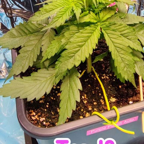 Purple Punch Auto  growlog timeline photo