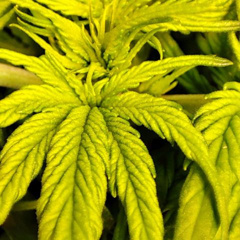 Purple Punch Auto  growlog timeline photo