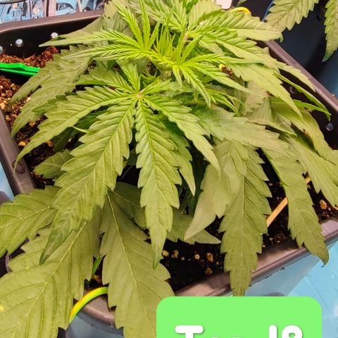 Apple Fritter growlog timeline photo