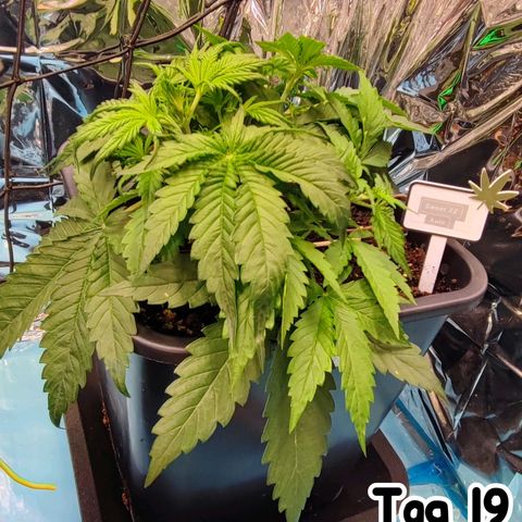 Sweet ZZ growlog timeline photo