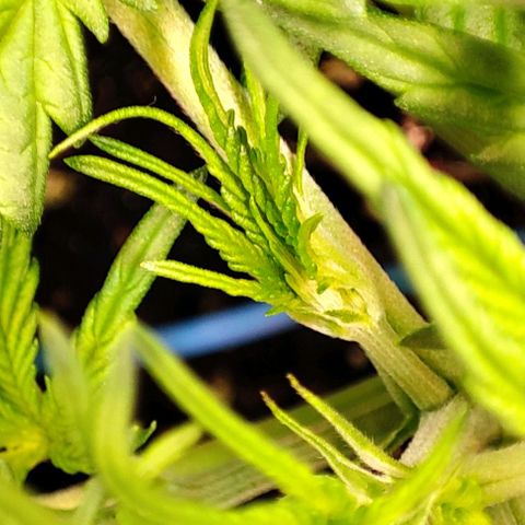 Sweet ZZ growlog timeline photo