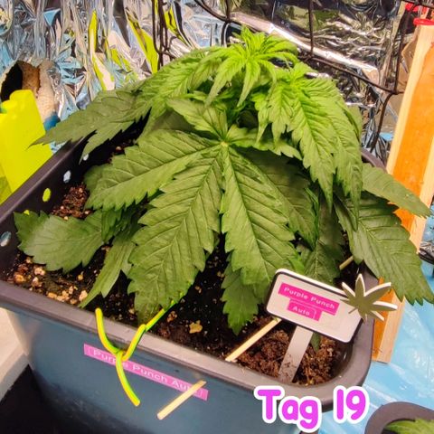 Purple Punch Auto  growlog timeline photo