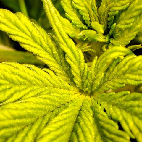 Purple Punch Auto  growlog timeline photo
