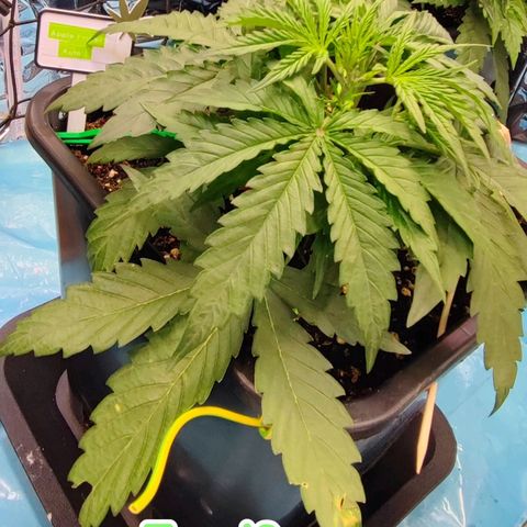 Apple Fritter growlog timeline photo