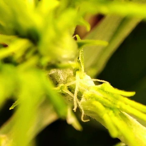 Apple Fritter growlog timeline photo
