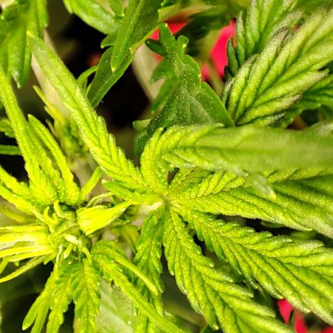 Apple Fritter growlog timeline photo