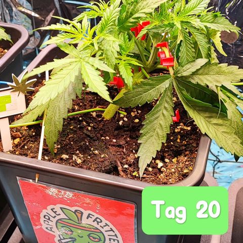 Apple Fritter growlog timeline photo