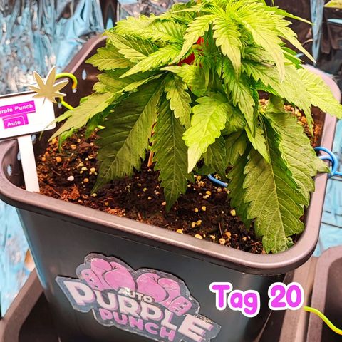 Purple Punch Auto  growlog timeline photo