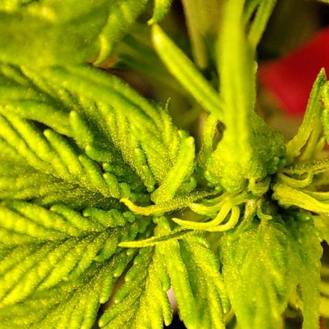 Purple Punch Auto  growlog timeline photo