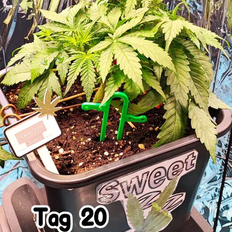 Sweet ZZ growlog timeline photo