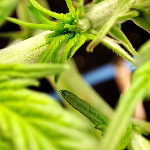 Sweet ZZ growlog timeline photo