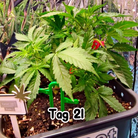 Sweet ZZ growlog timeline photo